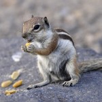 Erdhörnchen auf Fuerteventura