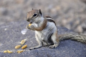 Erdhörnchen auf Fuerteventura
