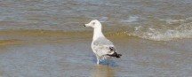 Vogelzug Ostfriesische Inseln