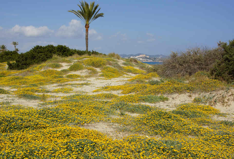 Frühling auf Ibiza